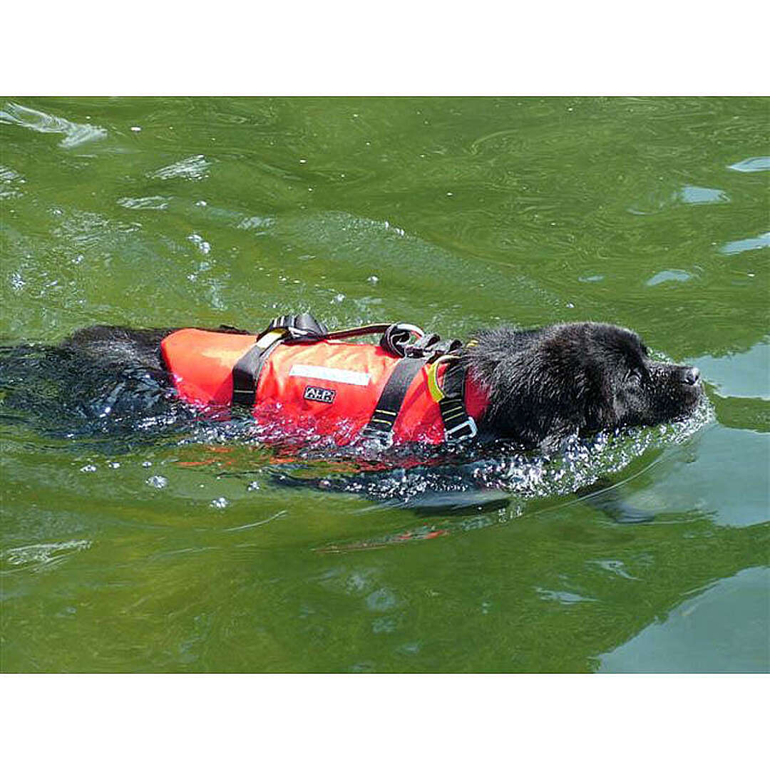 Trasportatore Cingolato TCR50 - Minitop - Foto 10